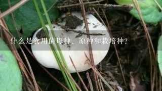 什么是食用菌母种、原种和栽培种？