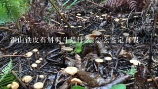 霍山铁皮石斛枫斗是什么?怎么鉴定真假