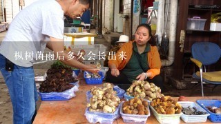 枞树菌雨后多久会长出来