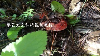 平菇怎么种植视频教程