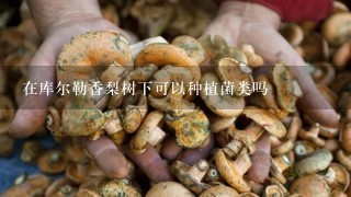 在库尔勒香梨树下可以种植菌类吗