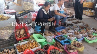 37长什么样子植物图片