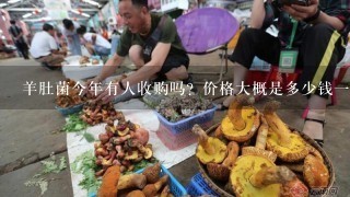 羊肚菌今年有人收购吗？价格大概是多少钱1斤