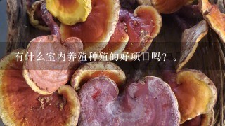 有什么室内养殖种殖的好项目吗？。