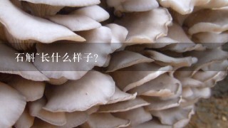 石斛~长什么样子？