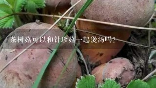 茶树菇可以和针珍菇1起煲汤吗？