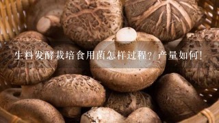 生料发酵栽培食用菌怎样过程？产量如何！