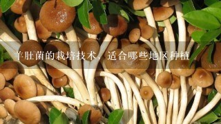 羊肚菌的栽培技术，适合哪些地区种植