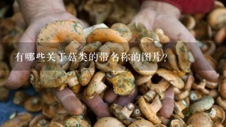 有哪些关于菇类的带名称的图片？