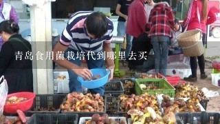 青岛食用菌栽培代到哪里去买