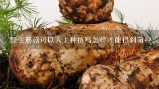 野生蘑菇可以人工种植吗怎样才能得到菌种