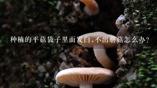 种植的平菇袋子里面发白,不出蘑菇怎么办？