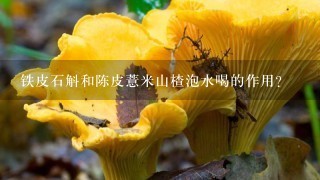 铁皮石斛和陈皮薏米山楂泡水喝的作用？