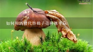 如何用酒糟代替棉子壳种植平菇