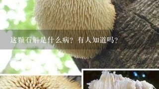 这颗石斛是什么病？有人知道吗？