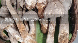 野生羊肚菌在什么季节生长？