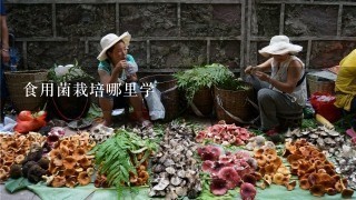 食用菌栽培哪里学