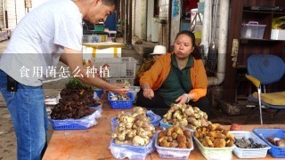 食用菌怎么种植