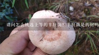 请问怎么挑选上等的羊肚菌？羊肚菌是药材吗？