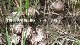 食用菌栽培培训哪1个学校靠谱