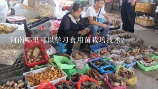 河南哪里可以学习食用菌栽培技术？