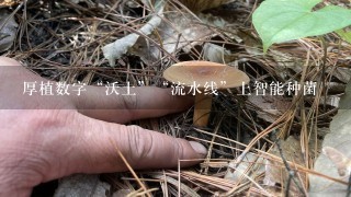 厚植数字“沃土”“流水线”上智能种菌