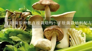 羊肚菌原种能直接栽培吗？羊肚菌栽培料配方法