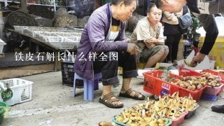 铁皮石斛长什么样全图