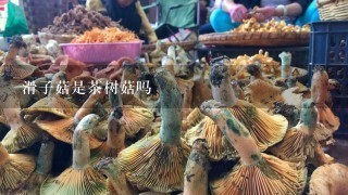 滑子菇是茶树菇吗