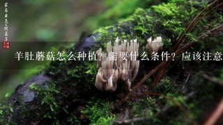 羊肚蘑菇怎么种植？需要什么条件？应该注意什么？