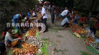 营养液栽培食用菌