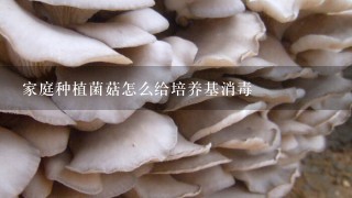 家庭种植菌菇怎么给培养基消毒