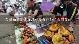 我想知道湖北宜昌有没有在种植食用菌的？可以学习吗？