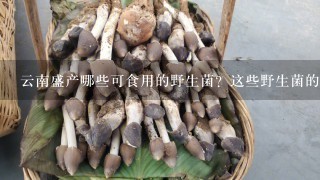 云南盛产哪些可食用的野生菌？这些野生菌的价格高不