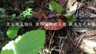 北京顺义地区 食用菌种植基地 联系方式有那些