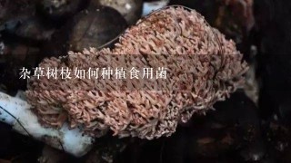 杂草树枝如何种植食用菌