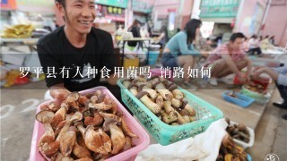 罗平县有人种食用菌吗 销路如何