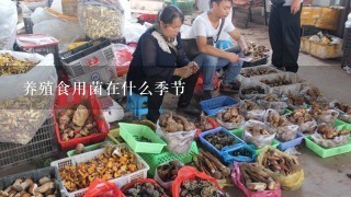 养殖食用菌在什么季节