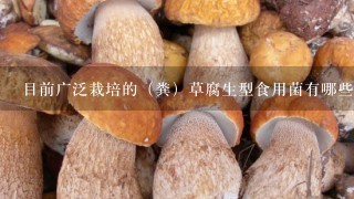 目前广泛栽培的（粪）草腐生型食用菌有哪些？