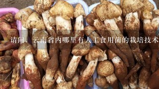 请问，云南省内哪里有人工食用菌的栽培技术培训？