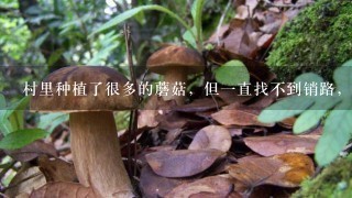 村里种植了很多的蘑菇，但1直找不到销路，该怎么办