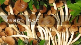 食用菌栽培1般过程