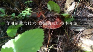 食用菌栽培技术 食用菌栽培技术介绍