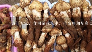 ~~ 请问专家，食用菌栽培中，生命周期是多长啊？ 谢