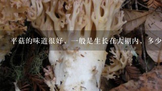 平菇的味道很好，1般是生长在大棚内，多少的温度最