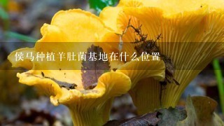 侯马种植羊肚菌基地在什么位置