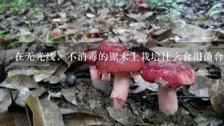 在无光线，不消毒的锯末上栽培什么食用菌合适