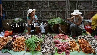 学习食用菌种植技术