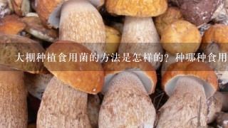 大棚种植食用菌的方法是怎样的？种哪种食用菌利润高