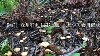 你好！我是石家庄周边的。也想学习食用菌栽培培训，不知道在哪里学，求助！！